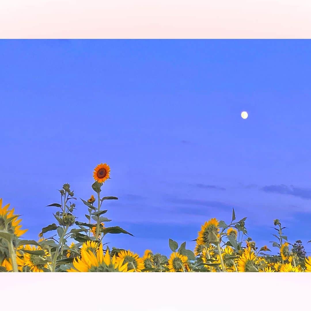 長柄ひろみさんのインスタグラム写真 - (長柄ひろみInstagram)「#sunflowers 🌻🌈  ひまわりを懐かしむ🌻  青空とひまわりの組み合わせも好きだけど、夕焼けとひまわりも綺麗で好き〜🥰🌻🌇  月とひまわりも一枚だけ撮れました☺️🌕🌻  やっぱり向日葵を見ると元気がでます🥰🙌🏻💗  先週は今更ながら少し夏バテ気味だったんですが、皆さんは大丈夫ですか？？ もう9月だから夏バテじゃなくて秋バテ🤔？  ｡・ﾟ・。❁⃘ ｡・ﾟ・。❁⃘ ｡・ﾟ・。❁⃘ ｡・ﾟ・｡❁⃘ 。・ﾟ・  #ひまわり」9月13日 18時42分 - aoi_asahi