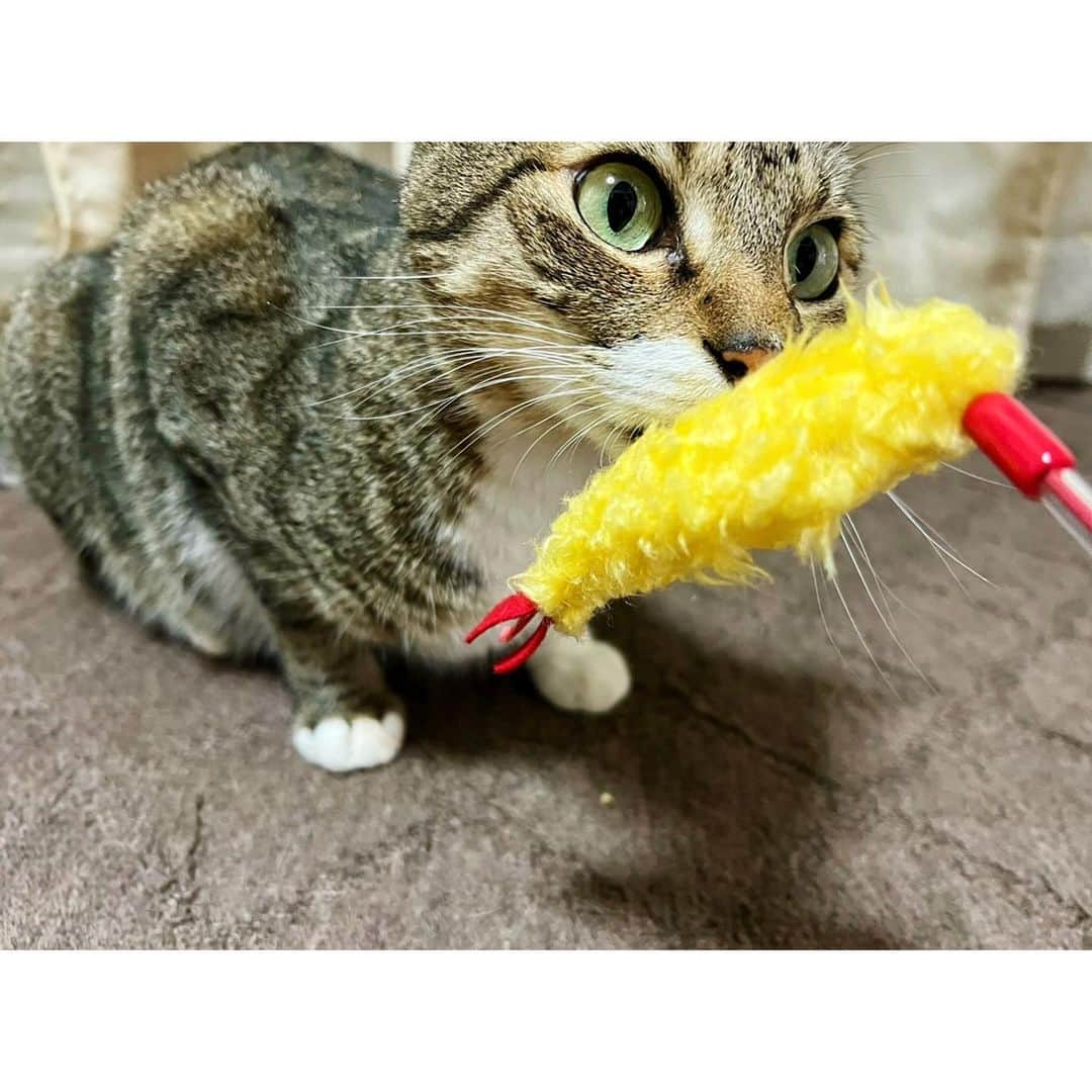 高木沙織さんのインスタグラム写真 - (高木沙織Instagram)「🍤🐈 * 狩り部•部長 つむちゃん（ @tsumugi.2020 ）と 同じエビ天が欲しくなっちゃった小虎。 * つむちゃん買い♡ * 狩り部の大会も終わり 補欠の（補欠だよね？）小虎は ますますのんびりしています^ ^ ゴロンとして 頭にエビ天を乗せられています。 * 最近は “トントン”とパンダのようなあだ名で呼ばれている小虎。 ※ 小虎の「と」からきてるっぽい。 * * #猫 #猫がいる生活  #猫がいる幸せ  #猫のいる暮らし  #猫が好き #猫部  #ねこ #狩り部 #エビ天 #真似っこ #cat」9月13日 18時55分 - saori_takagi