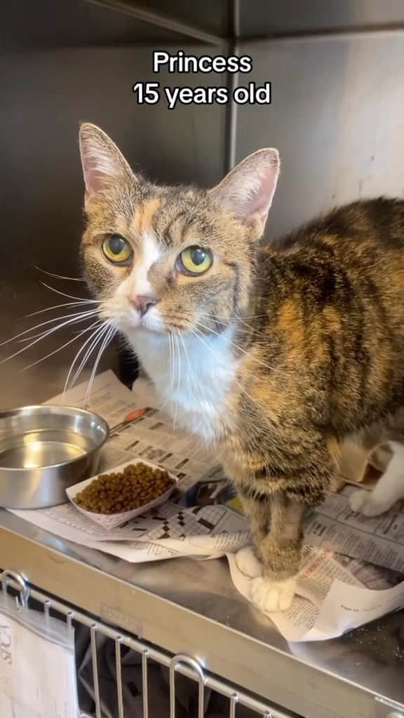 のインスタグラム：「I want a senior cat so bad but how do I deal w that pain that I know is gonna come soon😢  Credit: awesome pspca_ (tt) ** For all crediting issues and removals pls 𝐄𝐦𝐚𝐢𝐥 𝐮𝐬 ☺️  𝐍𝐨𝐭𝐞: we don’t own this video/pics, all rights go to their respective owners. If owner is not provided, tagged (meaning we couldn’t find who is the owner), 𝐩𝐥𝐬 𝐄𝐦𝐚𝐢𝐥 𝐮𝐬 with 𝐬𝐮𝐛𝐣𝐞𝐜𝐭 “𝐂𝐫𝐞𝐝𝐢𝐭 𝐈𝐬𝐬𝐮𝐞𝐬” and 𝐨𝐰𝐧𝐞𝐫 𝐰𝐢𝐥𝐥 𝐛𝐞 𝐭𝐚𝐠𝐠𝐞𝐝 𝐬𝐡𝐨𝐫𝐭𝐥𝐲 𝐚𝐟𝐭𝐞𝐫.  We have been building this community for over 6 years, but 𝐞𝐯𝐞𝐫𝐲 𝐫𝐞𝐩𝐨𝐫𝐭 𝐜𝐨𝐮𝐥𝐝 𝐠𝐞𝐭 𝐨𝐮𝐫 𝐩𝐚𝐠𝐞 𝐝𝐞𝐥𝐞𝐭𝐞𝐝, pls email us first. **」