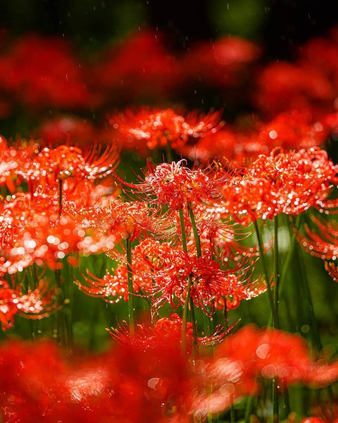 花の写真館さんのインスタグラム写真 - (花の写真館Instagram)「Photo by @yuya_5dmark4. https://instagram.com/yuya_5dmark4/ . Original Post[投稿いただいたURL] https://www.instagram.com/p/Ci1-9oxPa1L/ . 本アカウントは、 #私の花の写真 をつけてInstagramに投稿された皆さまの花の写真や、「花の写真館」Facebookページで投稿された花の写真を紹介します。 「花の写真館」Facebookページは、「 @floral.photograph 」のプロフィールにあるURLからご覧ください。 . ※各種法令、マナー、関係者の指示に従った撮影をお願いします。 *Please ensure that your photography adheres to all relevant laws, etiquette, and instructions issued by authorized persons. ※本アカウントは東京カメラ部がFacebook、Instagramのサービスを利用して運営しているもので、Meta社・Instagramとは一切関係ありません。 . #花の写真館 #floralphotograph #floralphoto #flower #flowers Follow: @floral.photograph」9月13日 19時30分 - floral.photograph