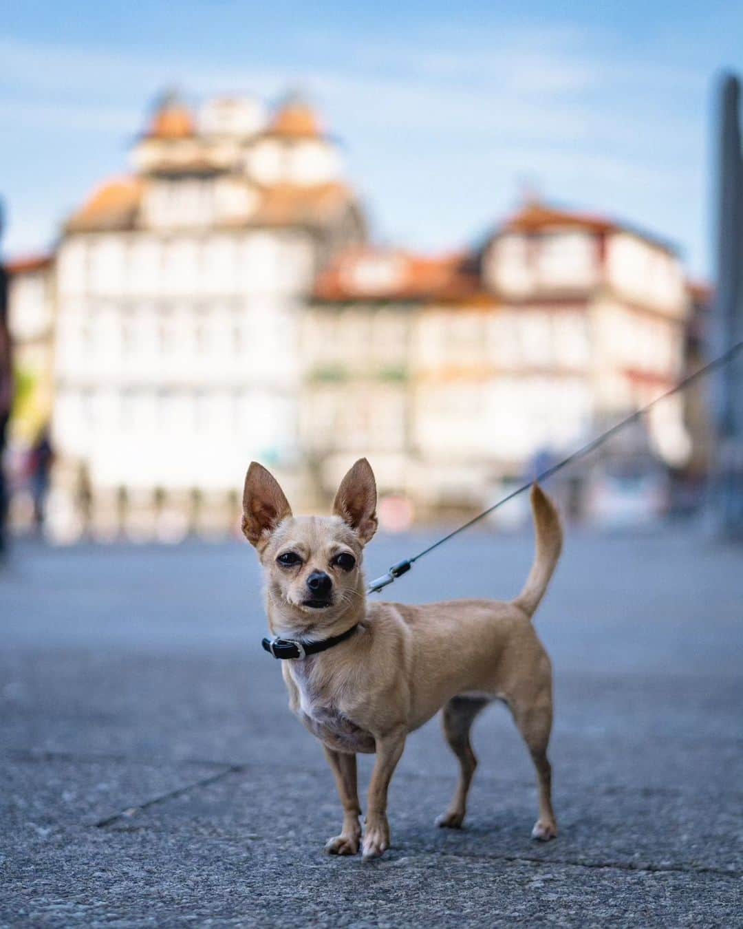 VuTheara Khamのインスタグラム：「Guimarães, « Aqui nasceu Portugal », September 2023 🇵🇹 . A series of photos taken last Friday morning in Guimaraes, take a coffee in Cafe Milenãrio, strolling around the old center for a few hours. I really enjoyed the vibe, atmosphere of the old town, its architecture and the authenticity of the local population. Which one do you prefer? [1-9] #amarominho #Minho @amarominho」