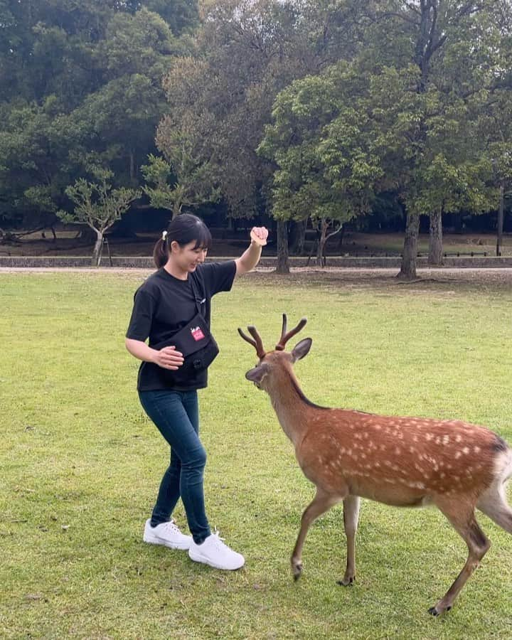 尾上彩のインスタグラム：「奈良公園で鹿と戯れた日🦌🌿 ・ ・ ・ #奈良公園 #奈良公園の鹿 #鹿 #deer」