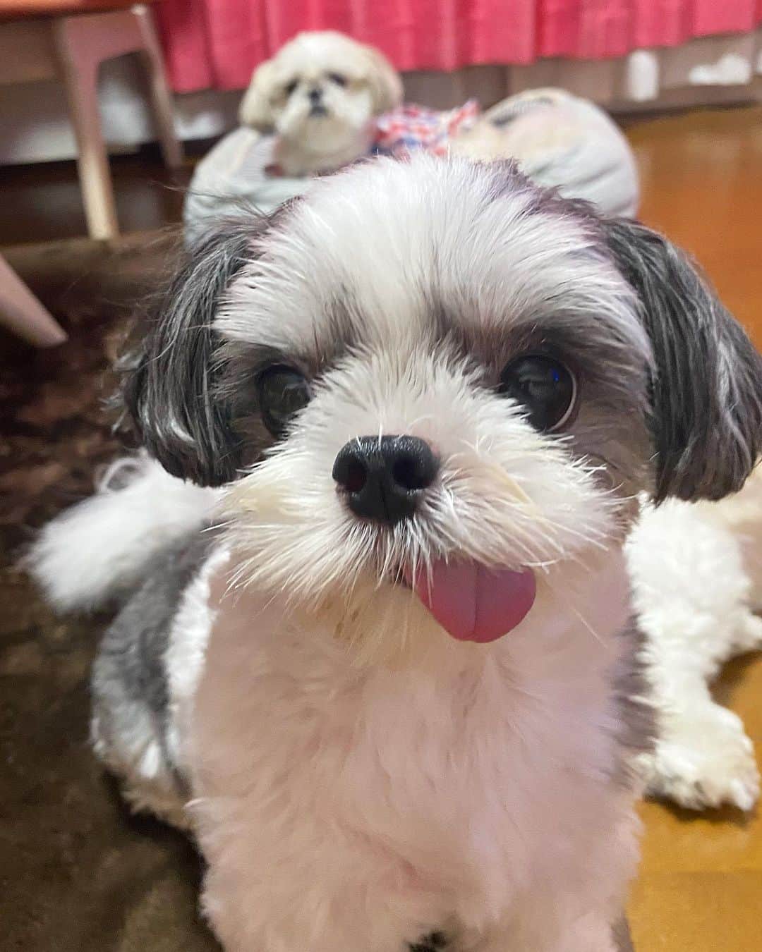 ?????HANA?????のインスタグラム：「🐶❤️ 今日はぱん君🐶✨ #ぱん君」