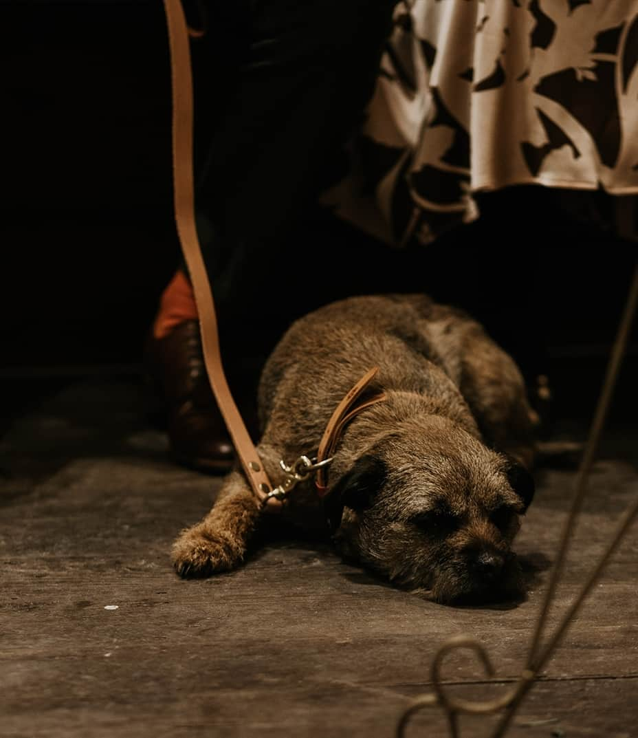 グレンソンのインスタグラム：「Our dog collar and lead featured in a beautiful wedding recently alongside the Archie brogues. Here's Scruffy looking anything but. ⁠ Thank you @bwtic for sending them in and congratulations! ⁠ ⁠ ⁠ #grensondogaccessories #grensondogs #dog  #puppy #dogs #wedding #dogcollar #doglead」