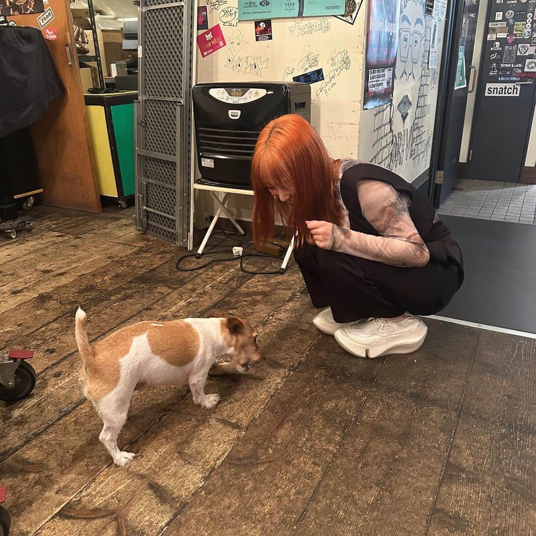 瀬川あやかのインスタグラム：「* カジノドライブの看板犬ノエルちゃん🐶 かわいい顔して負けん気強くてかわいかった♡ わんちゃんもいいよね〜♡」