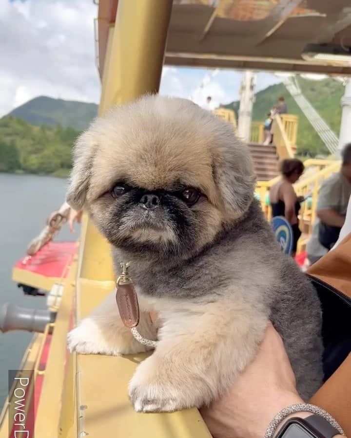 いぶそらのインスタグラム：「箱根旅行へ🐶2日目🐾🐾 芦ノ湖へ行き、船🚢乗って景色を楽しんだよ😊途中、まぶしくて、目がショボショボ👀😂💝 箱根神社で、御朱印も頂いてきました⛩️  Thanks for always reading my posts❤️  #芦ノ湖 #まぶしい #箱根神社 #御朱印 #trip   旅行の記録も、今日でおしまい💝  見てくださってありがとう😊✨」