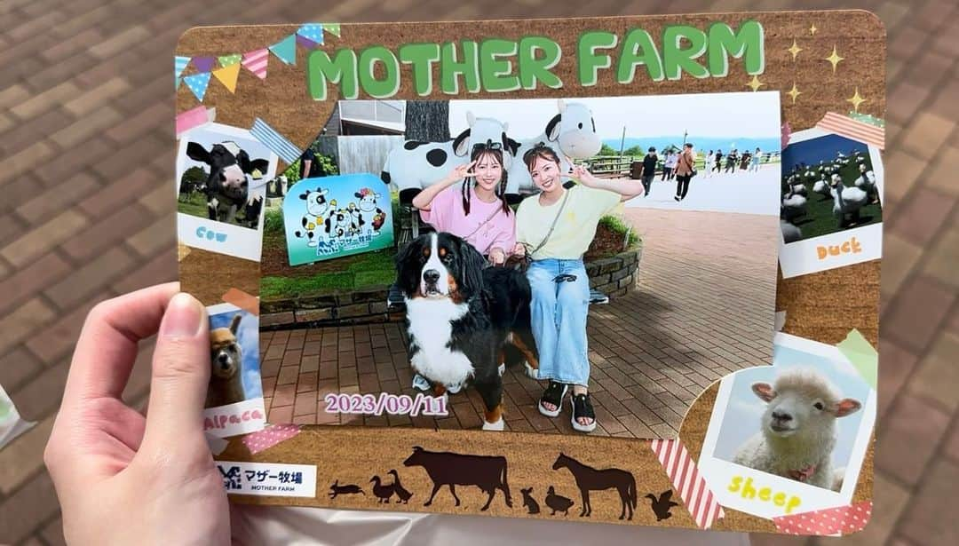 和田まあやさんのインスタグラム写真 - (和田まあやInstagram)「🐄 愛犬のバーニーズマウンテンドッグのシュガー君を連れて 友達と色違いTシャツおそろコーデでマザー牧場に行ってきました✨ 自然に溢れてて楽しかった🪴 芋掘り暑すぎたけど一生懸命掘りました🍠 良い思い出❣️」9月13日 20時07分 - wada_maaya_official