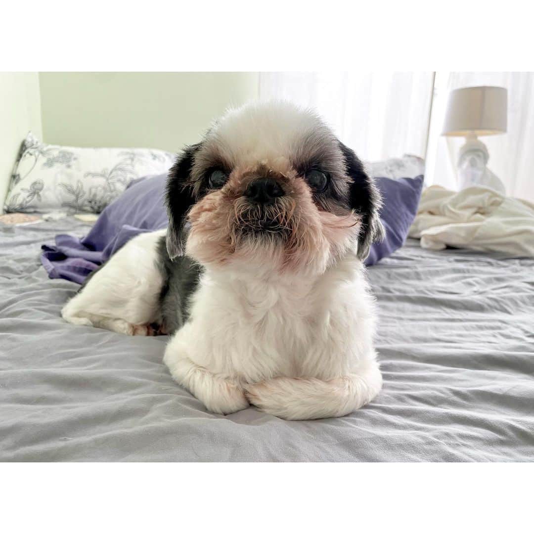 水沢史絵のインスタグラム：「たらこは猫みたいに香箱座りするの   #shihtzu  #シーズー #たらこちゃん」