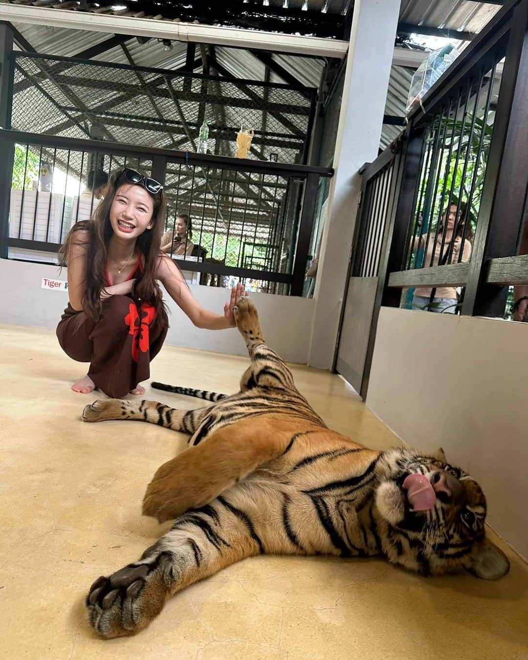 小倉優香さんのインスタグラム写真 - (小倉優香Instagram)「寅年なので虎と触れ合ってみた🐅  こういう、動物を使った商業施設って虐待まがいの調教をしてる所が多いイメージがあるからあまり行きたくなかったんだけど、この施設はそういうことはないというコーディネーターさんの話を信じて訪れてみたら、本当に職員の人が虎たちに愛があるのを感じで安心して楽しめたよ🤝 それ同時にうちのガルちゃんを思い出して会いたくなった🦁♡  #虎 #タイ #パタヤ #小倉ゆうか」9月13日 20時36分 - ogurayuka_official