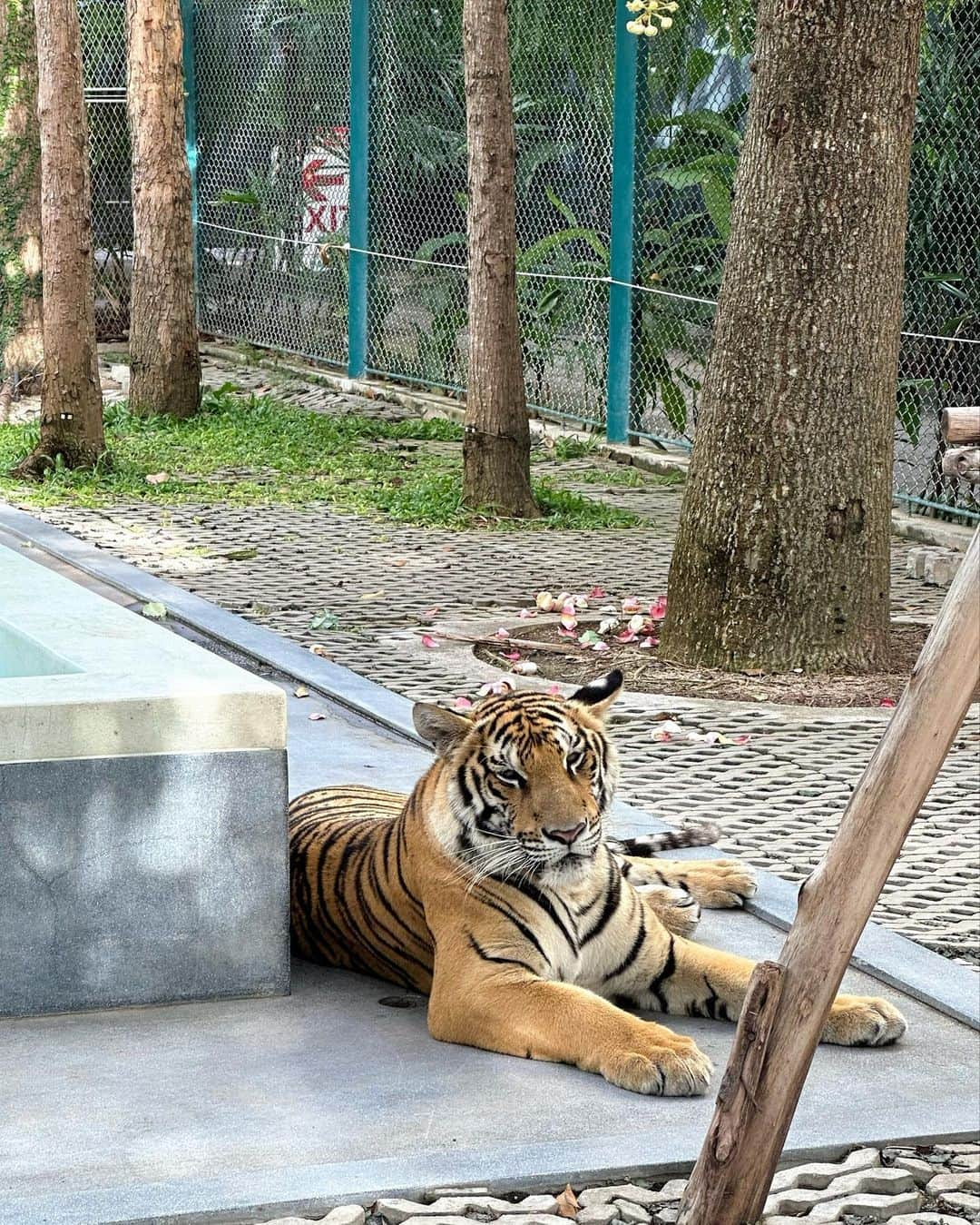 小倉優香さんのインスタグラム写真 - (小倉優香Instagram)「寅年なので虎と触れ合ってみた🐅  こういう、動物を使った商業施設って虐待まがいの調教をしてる所が多いイメージがあるからあまり行きたくなかったんだけど、この施設はそういうことはないというコーディネーターさんの話を信じて訪れてみたら、本当に職員の人が虎たちに愛があるのを感じで安心して楽しめたよ🤝 それ同時にうちのガルちゃんを思い出して会いたくなった🦁♡  #虎 #タイ #パタヤ #小倉ゆうか」9月13日 20時36分 - ogurayuka_official