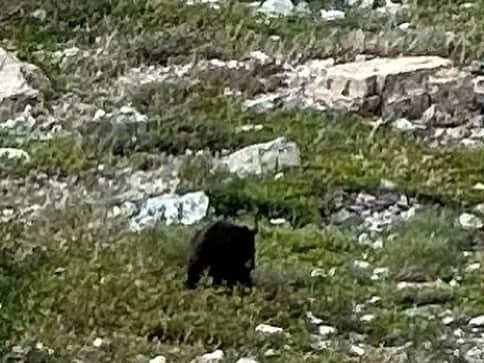 ギーザー・バトラーさんのインスタグラム写真 - (ギーザー・バトラーInstagram)「Another tick off of my bucket list - the amazing @glacier_national_park #montana And I saw a bear!」9月14日 2時36分 - geezerbutler