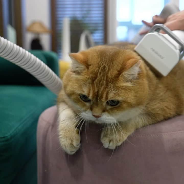 Hosicoのインスタグラム：「This is the quietest vacuum cleaner for pets (48dB)! 🤫 Your cat won’t be scared of him. Neakasa P0 Pet Grooming System @neakasa.tech has become small, a new upgraded Grooming Brush, quick cleaning of the container. 5-in-1 Tools: Home Pet Salon Solution 3 Modes: Tailored Comfort for Pets 10000Pa Suction: Fur Removal Mastery See at the end of the video a comparison of the noise level of the Neakasa P0 model with the Neakasa P2. My family loves the Neakasa pet grooming systems, when I shed my daddy vacuums me almost every day! 🦁 Link in bio too 👈 Amazon Link: P0 Lite Grooming kit (for cat): https://pxle.me/5DwMNiXg (flash sale $76.49)  from Sept.13th from10:30 to 22:30 P0 Pro Grooming kit (for dog): https://pxle.me/bP0Tlibi (flash sale $84.99)   from Sept.13th from 10:30 to 22:30 Official Website: https://pxle.me/EQIgKDKa Coupon code: Hosico10 (for the whole items) Discount: save $10  #neakasa #neakasaP0lite #neakasaP0Pro #neakasaP2pro」