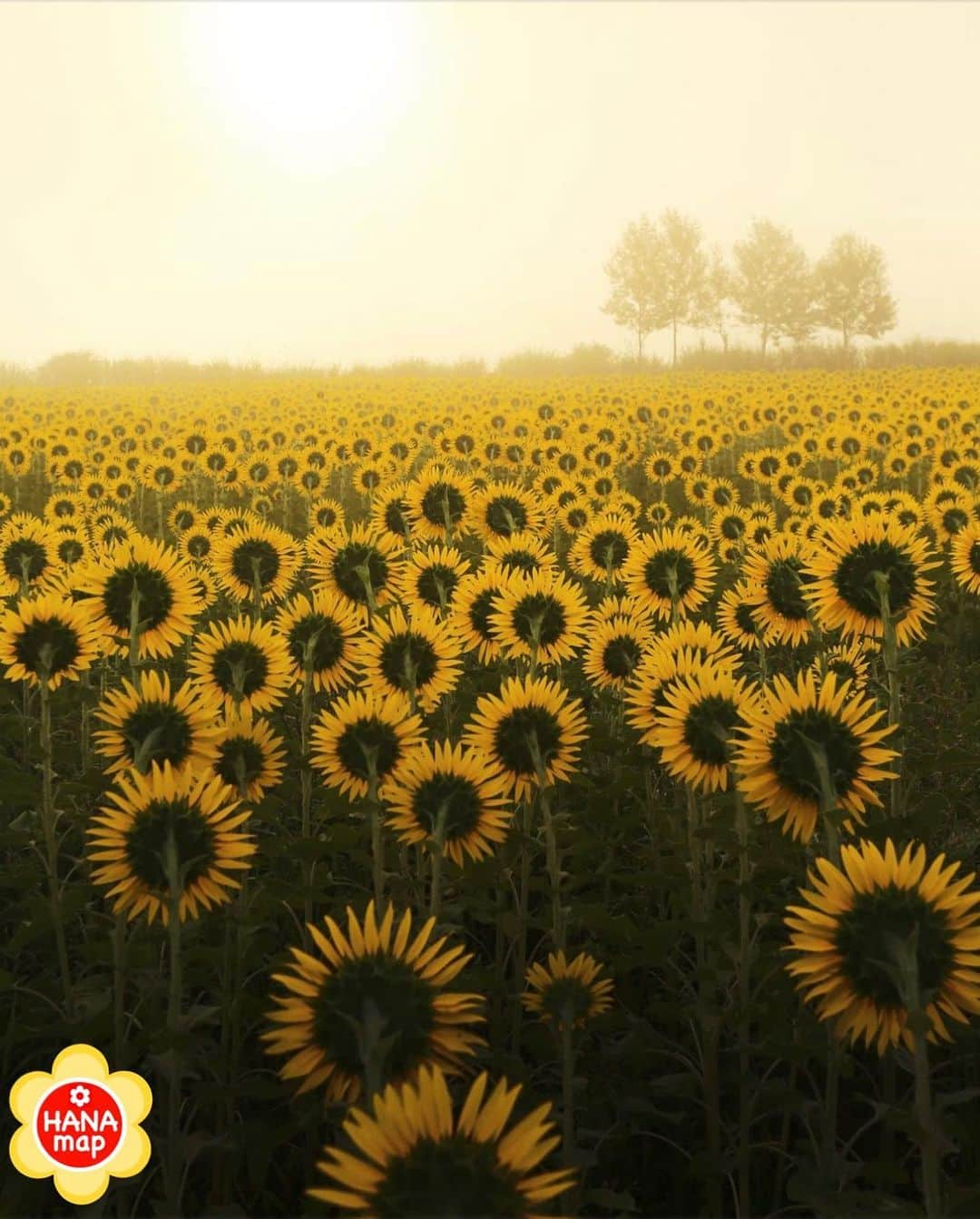 はなまっぷ❁日本の花風景のインスタグラム