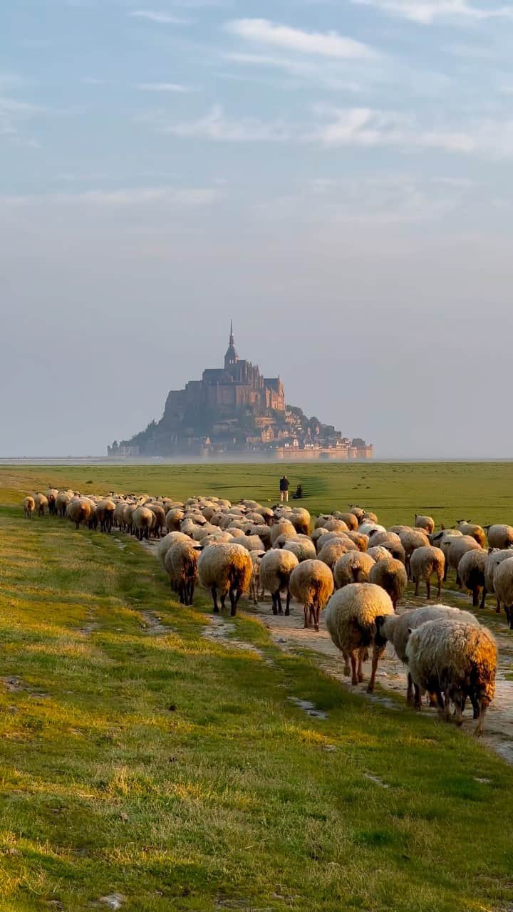 Wonderful Placesのインスタグラム：「@ilhan1077 Morning commute in Mont Saint-Michel 🥰♥️🐑 Tag your friends!!! . 📹 ✨@ilhan1077✨ 📍Mont Saint Michel - France 🇫🇷  #wonderful_places for a feature ♥️」