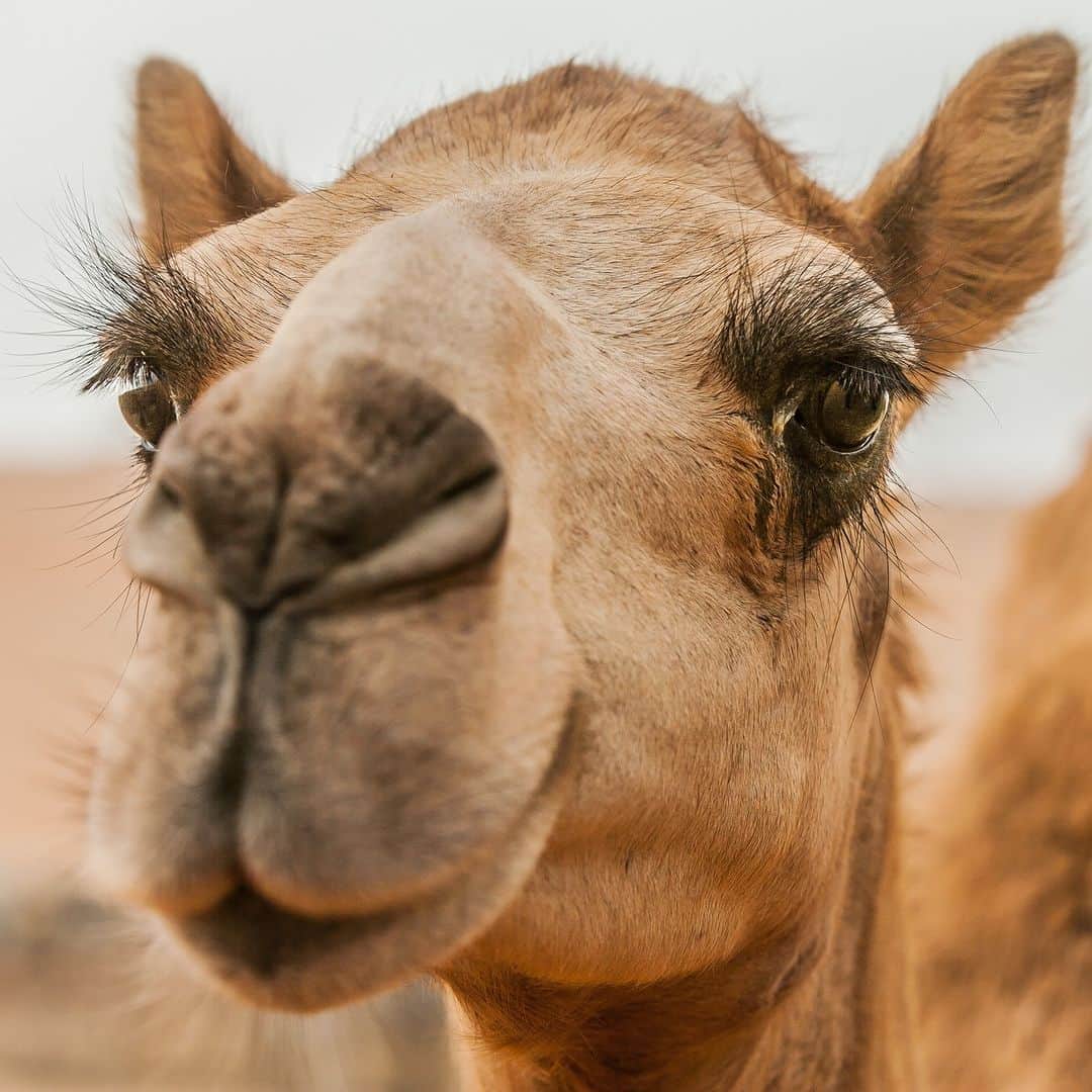 アニマルプラネットさんのインスタグラム写真 - (アニマルプラネットInstagram)「Those lashes 😍  This #camel fawn in the United Arab Emirates' Liwa Desert has nailed its look.  #animals #humpday」9月13日 22時00分 - animalplanet