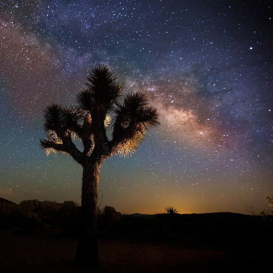 Discoveryさんのインスタグラム写真 - (DiscoveryInstagram)「Night on an alien planet? 👽  No, this is a Joshua tree - not actually a tree but a large succulent plant found in the Mojave Desert in the southwestern US.   #JoshuaTreeNationalPark #nature」9月13日 22時41分 - discovery