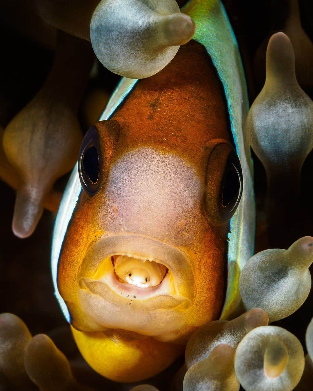 アメリカ自然史博物館のインスタグラム：「Louse got your tongue? If you’re a fish, it just might. The tongue-eating louse (Cymothoa exigua) is a parasitic crustacean. As a juvenile, it swims into the gills of fish. Once inside, it latches onto a fish’s tongue, sucking blood until the appendage atrophies or withers away. Then, the louse attaches itself to the stub that’s left behind, functionally replacing the organ. This parasite doesn’t kill its host: In fact, it may even mate with other louses while inside the fish!  Photo: Christian Gloor, CC BY 2.0, flickr  #didyouknow #amazingnature #wildlife #biodiversity #wildlifephotography」