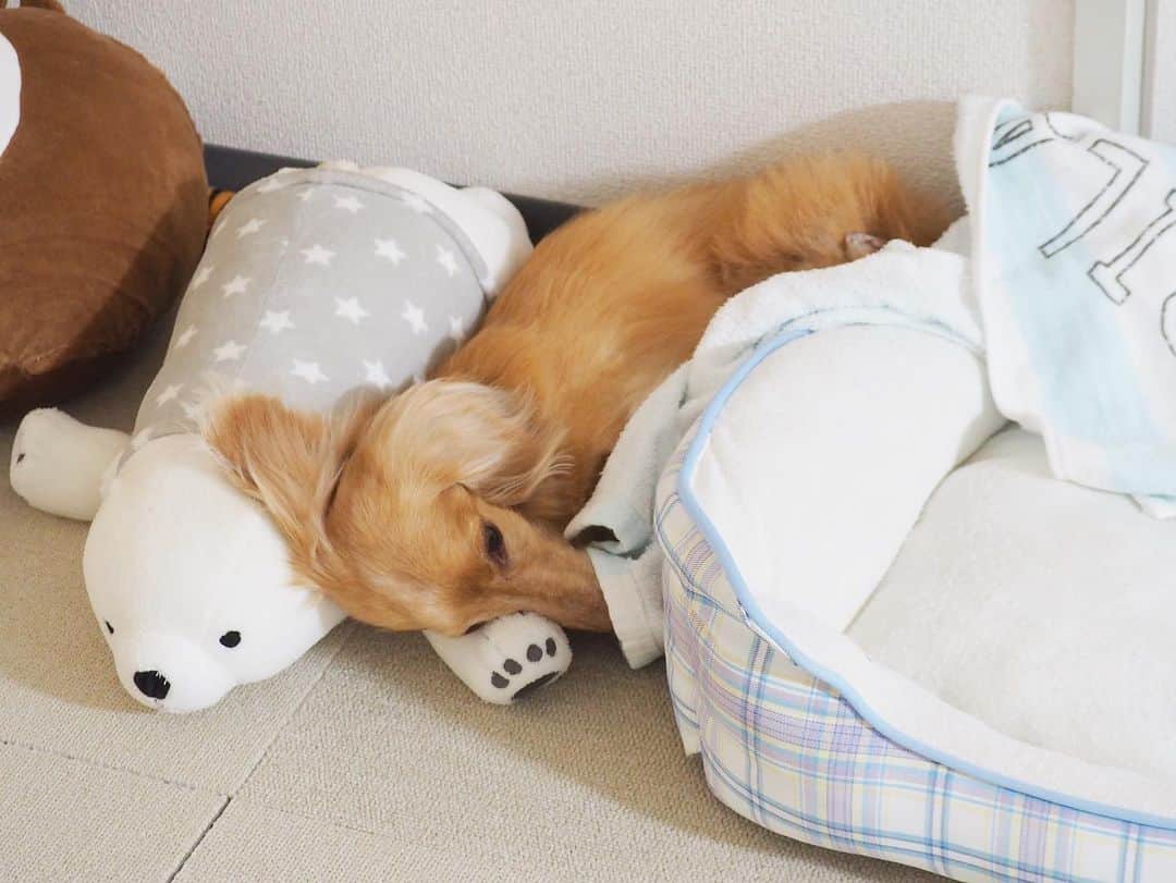 Sora Momoのインスタグラム：「シロクマくんの腕枕で寝てるそら🐶🐾 ☺︎ ベッドより寝心地いいのかな😆 ☺︎ #シロクマくんの腕枕#ベッドから飛び出して#シロクマくんに添い寝#挟まるのが好き #寝相悪すぎ #ダックス#ミニチュアダックス #dachshund #miniaturedachshund」