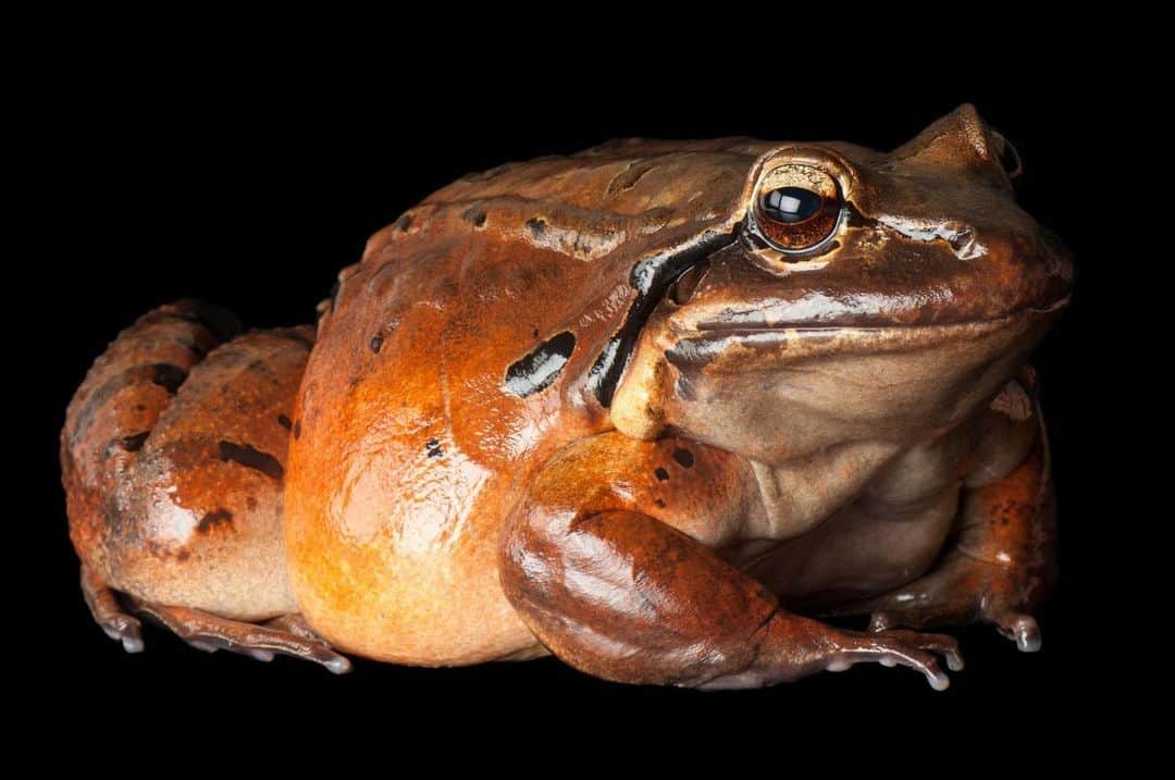 Joel Sartoreさんのインスタグラム写真 - (Joel SartoreInstagram)「Weighing nearly two pounds and growing up to eight inches in body length, mountain chicken frogs are among the largest frog species known to science. Because of its size, this species was historically prized for its meat and frequently consumed by locals and tourists, leading to the frog’s initial decline. Found on the islands of Dominica and Montserrat, the calls from members of the remaining population can be heard echoing throughout their home range day and night, especially during the breeding season. Photo taken @theomahazoo.   #NationalMountainChickenFrogDay #chickenfrog #mountain #chicken #frog #bigfrog #big #amphibian #animals #animal #islandlife #carribean #wildlife #photography #animalphotography #wildlifephotography #studioportrait #PhotoArk @insidenatgeo」9月13日 23時11分 - joelsartore