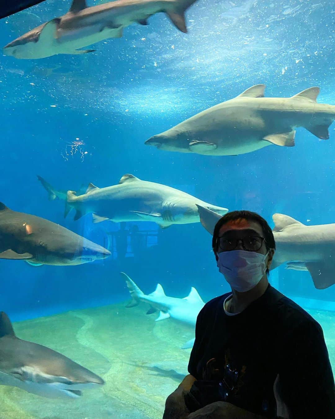 nemuru_catのインスタグラム：「夏休みをいただきまして 茨城県大洗水族館に行ってまいりました🐠 サメの展示種類が国内１位で ２万匹もマイワシがいるのですよ。 シャークタッチングを体験し マンボウってほんと不思議な形よね…など話し、 アシカがイルカに上手に乗りまして なかなか出てこないチンアナゴに 焦らされちゃいました😚 岩礁の上に建っている鳥居が有名な 大洗磯前神社を御参りし 御朱印デビューしちゃいました⛩️ 常陸大宮の道の駅に行き 常陸牛のステーキと鮎天ざるそばを食べ 栗や梨、カボチャやナスにキュウリを購入し とても満足なお休みでございました☺️」