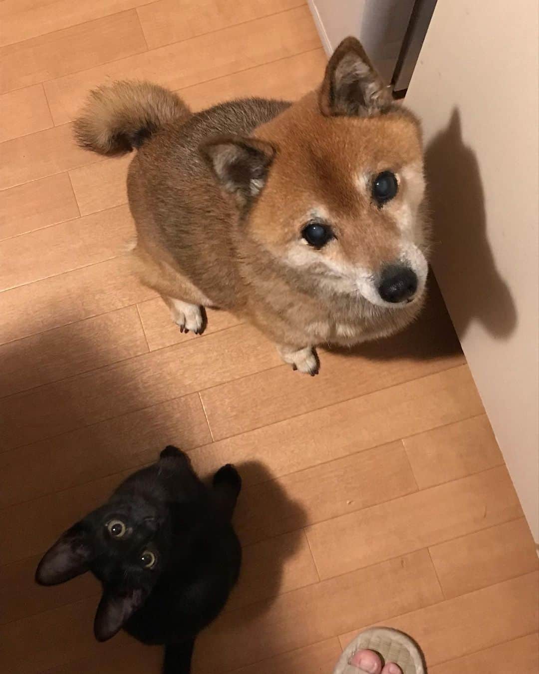 柴犬はなこ Shibainu Hanakoのインスタグラム：「おやつください🐶💕🐈‍⬛💕  あげたくなっちゃうよね〜〜☺️💕  #shiba #dog #shibainu #柴犬 #犬 #保護猫 #里親募集中 #仔猫 #黒猫 #cat」