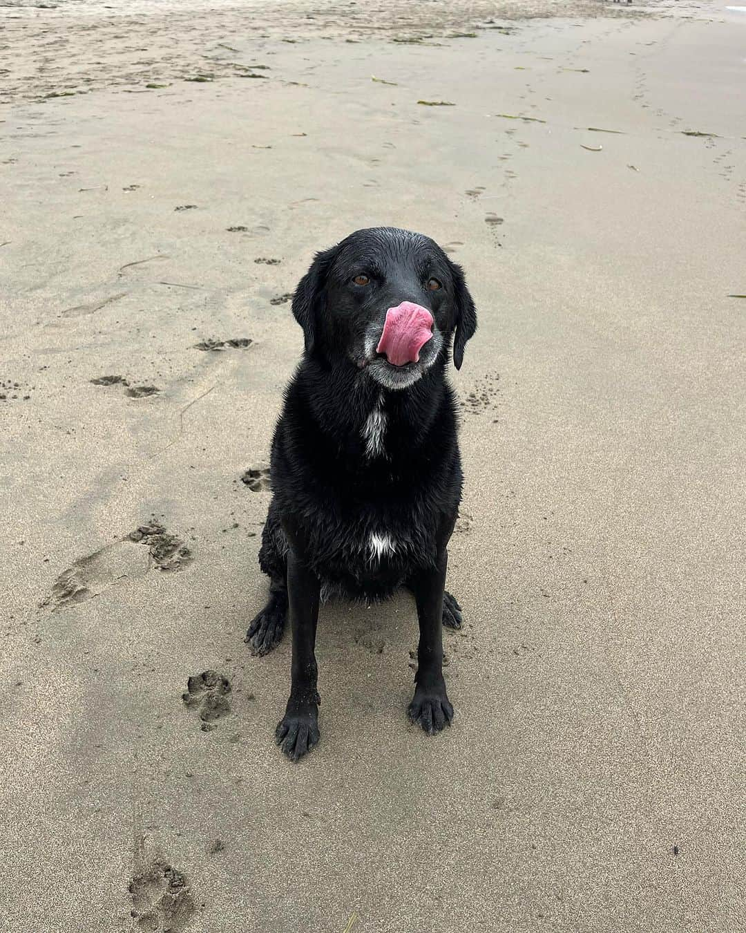 ミーガン・マーチンさんのインスタグラム写真 - (ミーガン・マーチンInstagram)「Getting outside is always changing. When the mountains are still too hot, it’s nice to have the cool and misty coast as an option 🥰! Either way my pup maddy is happy since the loves the mountains and the ocean as much as I do! @prana #prAnaPartner #prAnaAdventurer」9月14日 0時27分 - meaganmartin89