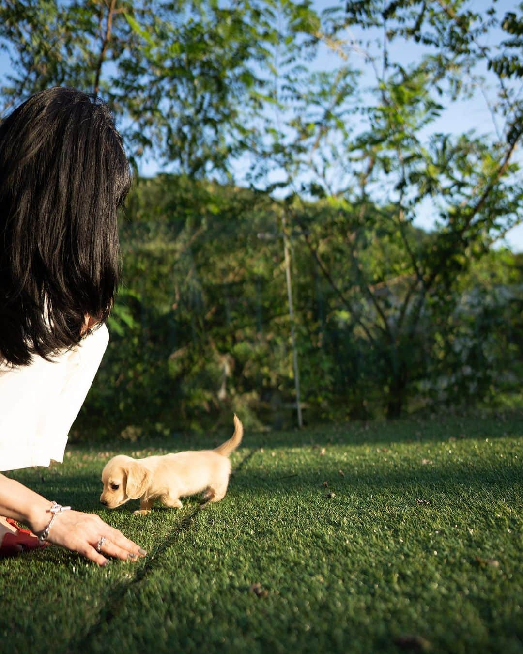 Rolly Pups INCさんのインスタグラム写真 - (Rolly Pups INCInstagram)「A dachshund everyone was waiting for! A cream female miniature is here @kpups.official 💋」9月14日 0時36分 - kpups.official