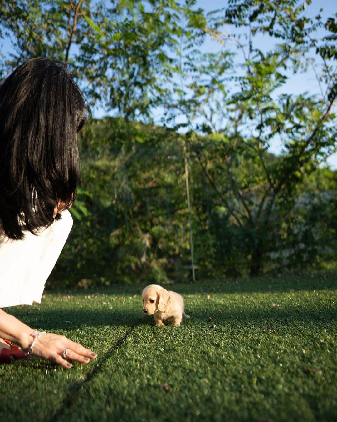 Rolly Pups INCさんのインスタグラム写真 - (Rolly Pups INCInstagram)「A dachshund everyone was waiting for! A cream female miniature is here @kpups.official 💋」9月14日 0時36分 - kpups.official