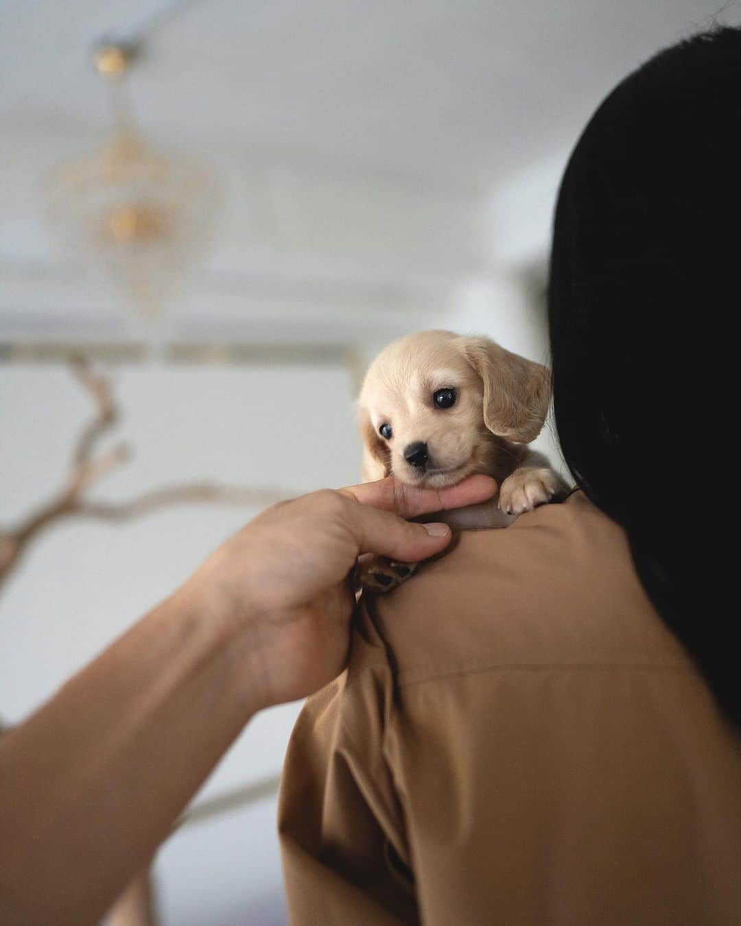 Rolly Pups INCさんのインスタグラム写真 - (Rolly Pups INCInstagram)「A dachshund everyone was waiting for! A cream female miniature is here @kpups.official 💋」9月14日 0時36分 - kpups.official