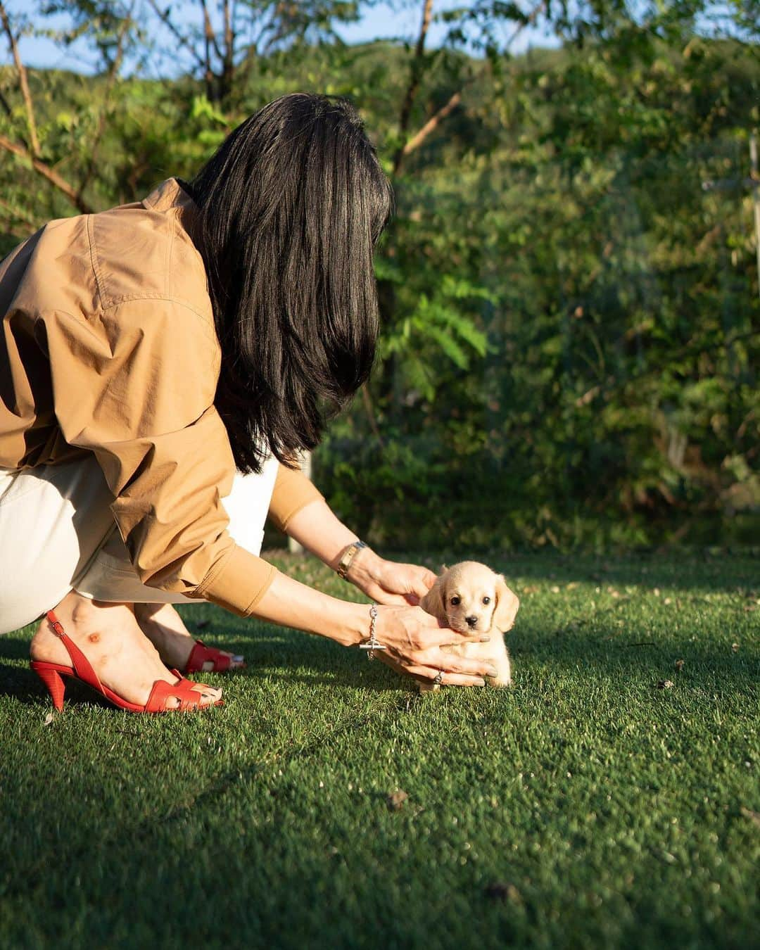 Rolly Pups INCさんのインスタグラム写真 - (Rolly Pups INCInstagram)「A dachshund everyone was waiting for! A cream female miniature is here @kpups.official 💋」9月14日 0時36分 - kpups.official