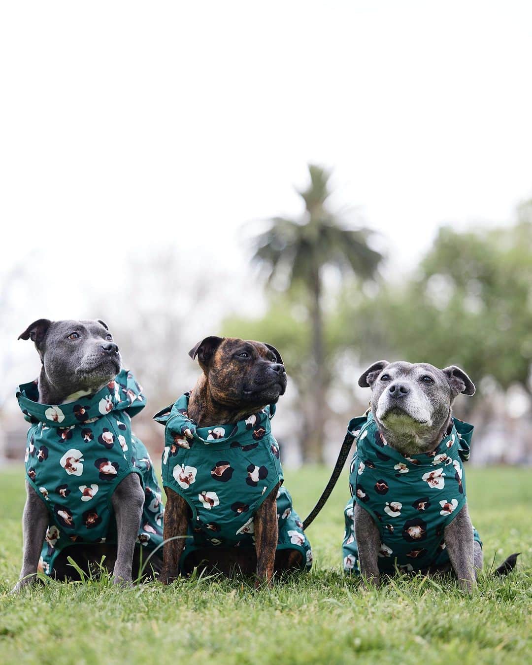 のインスタグラム：「Philly made some new besties recently at one of our @darrenandphillip photoshoots and it’s the cutest thing ever seeing him with other dogs 😭 especially other Staffies 😭😭🥹😍 We’re all wearing our new raincoats which have just been released today. They were such a hit at the shoot! We hope you love them as much as we do! We can’t wait for you to get them! 😍 The link is in our bio to get your own set 😍」