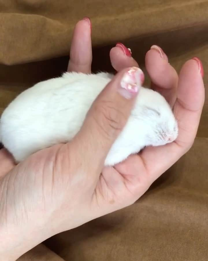 hamster_mocoのインスタグラム：「( ˘ω˘ ) ｽﾔｧ…🌙🐑 可愛い寝顔♥️ずっと見ていられる🥰  真っ白お餅みたいなふぅちゃん。 お手手が大好きで抱っこしたらすぐに寝ちゃう子でした😪 またこんな子に会えるといいな😌🍀 #ハムスターふぅ #お空の子   2023.9.14 ✼••┈┈••✼••┈┈••✼••┈┈••✼••┈┈••✼  #ハムスターふぅ#ハムスター#ジャンガリアンハムスター#ジャンガリアン#パールホワイト#パールホワイトジャンガリアン#クリーミーライン#クリーミーラインジャンガリアン#ふわもこ部 #モフモフ#ペット#ハムスタグラム #hamster#djungarian#hamstagram#hammy#happy_pets#PET_OF_OUR_WORLD#igersjp#ig_japan#instapet#weeklyfluff#kawaii#cute#仓鼠#정글리안#햄스터」