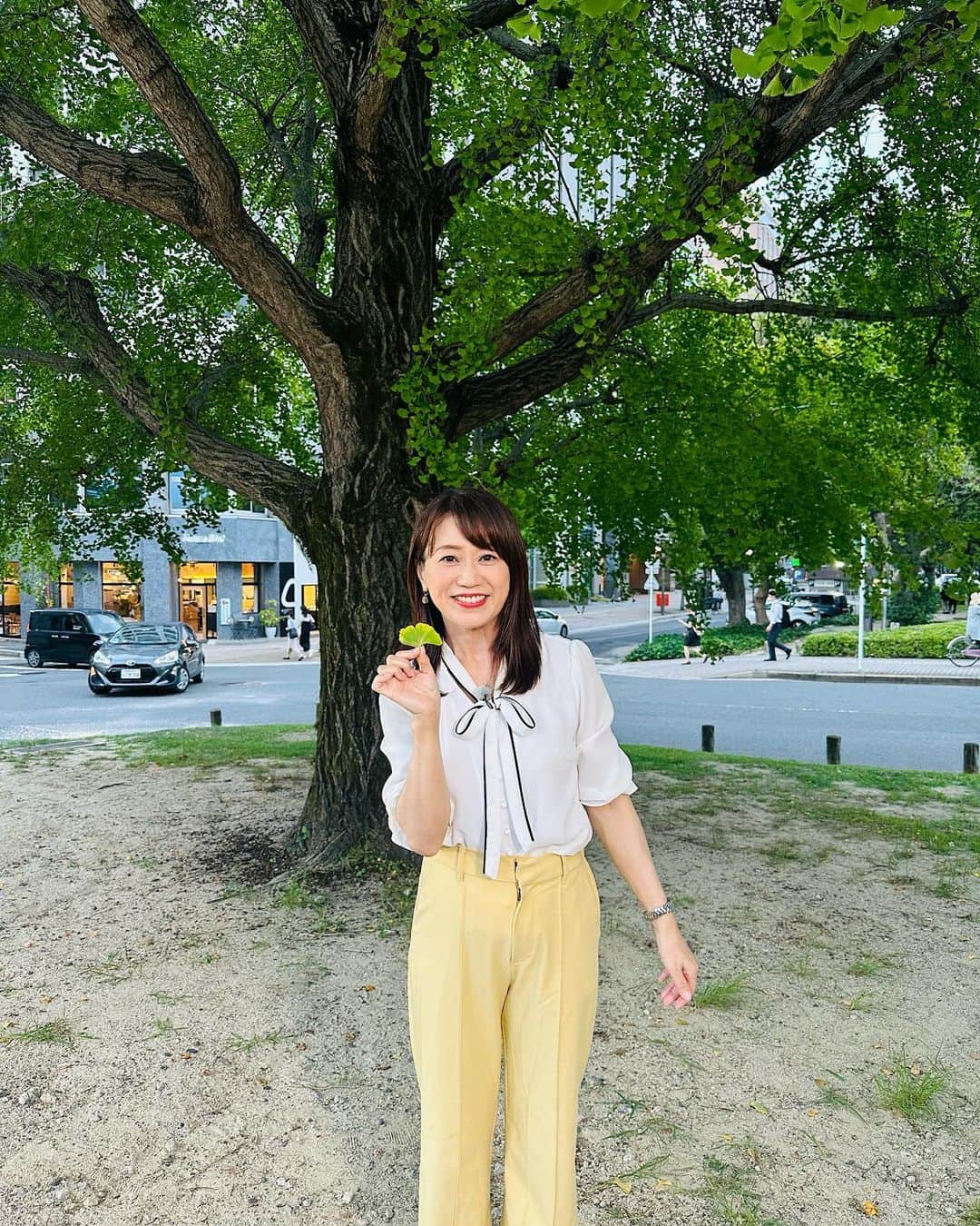 のインスタグラム：「イチョウについてお伝えしました。 ギンナンが鈴なりになっていました。 秋を感じさせてくれるギンナン、美味しいですよね。 まだ熟してはいません。 葉が黄色に色づくのはまだまだ先です。 #ギンナン　#イチョウ　#広島」