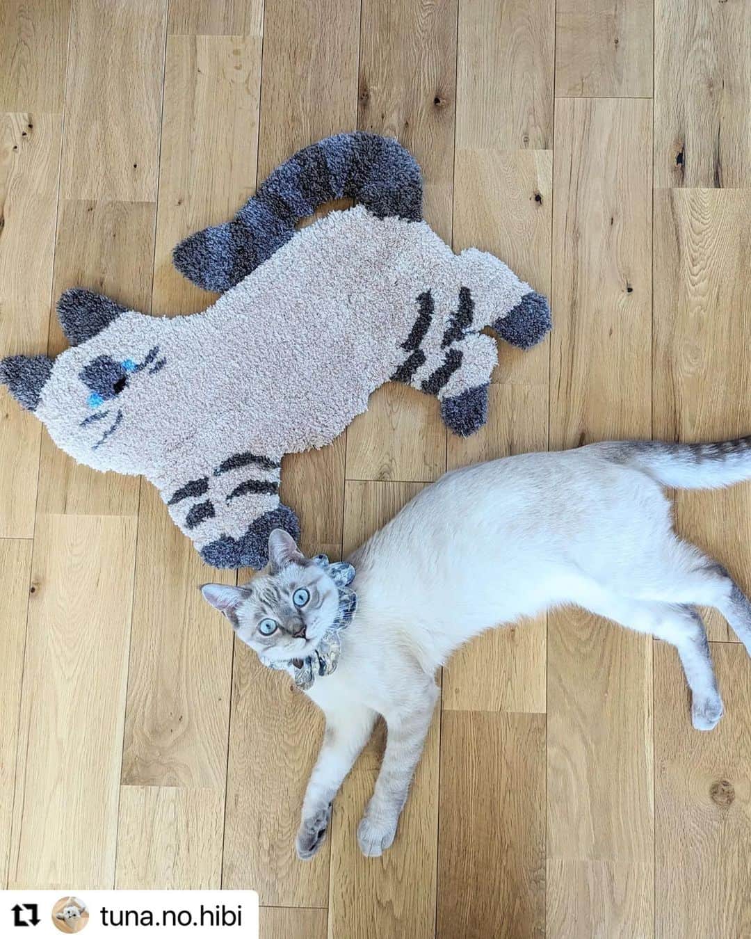 【公式】いぬのきもち・ねこのきもちのインスタグラム：「#Repost @tuna.no.hibi さんのツナくん。  見てみてー💕 ママの手作りのラグだよ。 似てる❓  ハッシュタグ #いぬのきもち #ねこのきもち に投稿いただいた可愛い写真をご紹介しています！ 「いぬのきもちWEB　MAGAZINE」、「ねこのきもちWEB MAGAZINE」でもご紹介させていただくことも！  -------------------  .  #ねこ #猫  #ねこすたぐらむ #ねこのきもち #ねこ好き #ねこと暮らす #ねこ好きさんと繋がりたい #猫好きな人と繋がりたい #猫がいる生活 #猫と暮らす#猫好き #cat #catstagram #catsofinstagram #cats_of_instagram  #シャムミックス #シャムトラ」