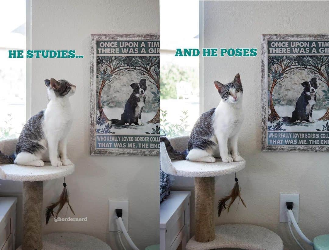 Jazzy Cooper Fostersのインスタグラム：「Kittens raised by Border Collies」