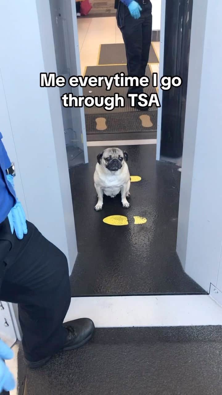 itsdougthepugのインスタグラム：「Why is it so scary tho?? 😩」
