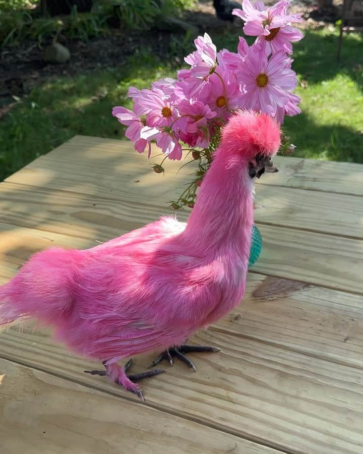 リズ・チェルカソワのインスタグラム：「I missed my pink hair so I took it out on Sid Vicious. In case you’re worried, I used a natural food coloring that is safe for chickens. Plus Sid absolutely loves being bathed, brushed, and generally dotted on. She’s a special little chicken.   #chickensofinstagram🐔 #pinkchicken #chickenlife #silkiechickensofinstagram #silkiechickens #hudsonny #hudsonvalley」