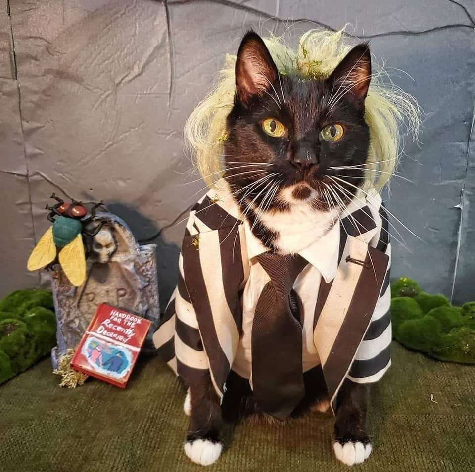 猫コスプレさんのインスタグラム写真 - (猫コスプレInstagram)「Beetlejuice. Beetlejuice... Beetl-」9月14日 4時00分 - cat_cosplay