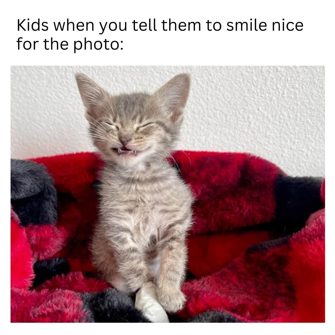 Fresh Stepのインスタグラム：「Apparently kittens give the same smile on picture day, and they look just as adorable. 😸  Tag us in your cat pics using #FreshStepFans! 📸🐱  Photo courtesy of Redditor u/Lets_BeFrank.  #catmemes #kitten #funnycats #catscrunge #scrungycats #freshstep #freshsteplitter」