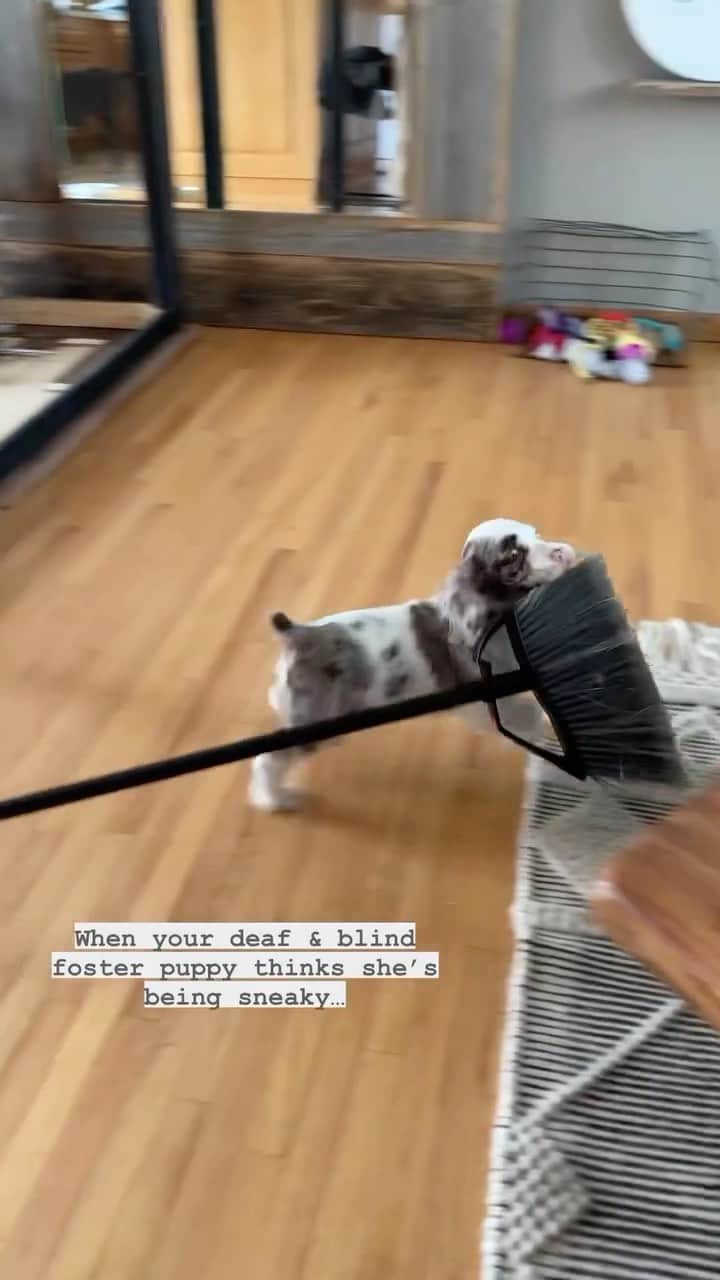 DogsOf Instagramのインスタグラム：「Pure stealth @dashboard_doggos 💯 Do yourself a boost of serotonin and checkout more @dashboard_doggos 🥹 . . . #puppygram #deafpuppy #blindpuppy #fosterpuppy #fosterdog #rescued #rescuepup #fosteringsaveslives #sneaky #dogmomproblem #dogsofinstagram」