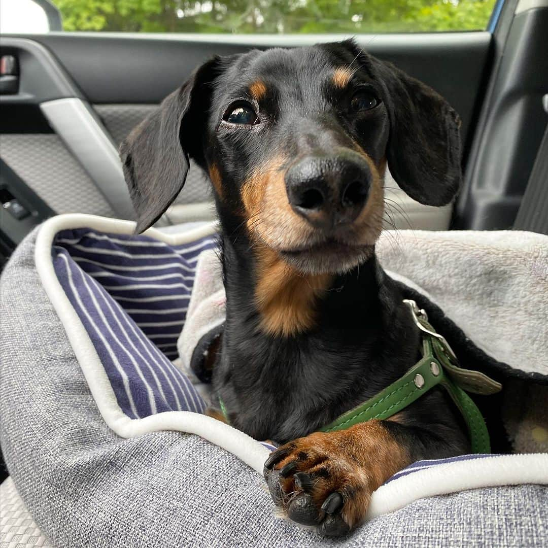 Crusoe the Celebrity Dachshundのインスタグラム：「“If you had to guess how old I am just by looking, what would you say?..” ☺️ ~ Crusoe」