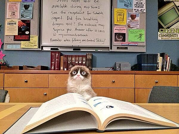 Grumpy Catのインスタグラム：「Is the school year over yet?」