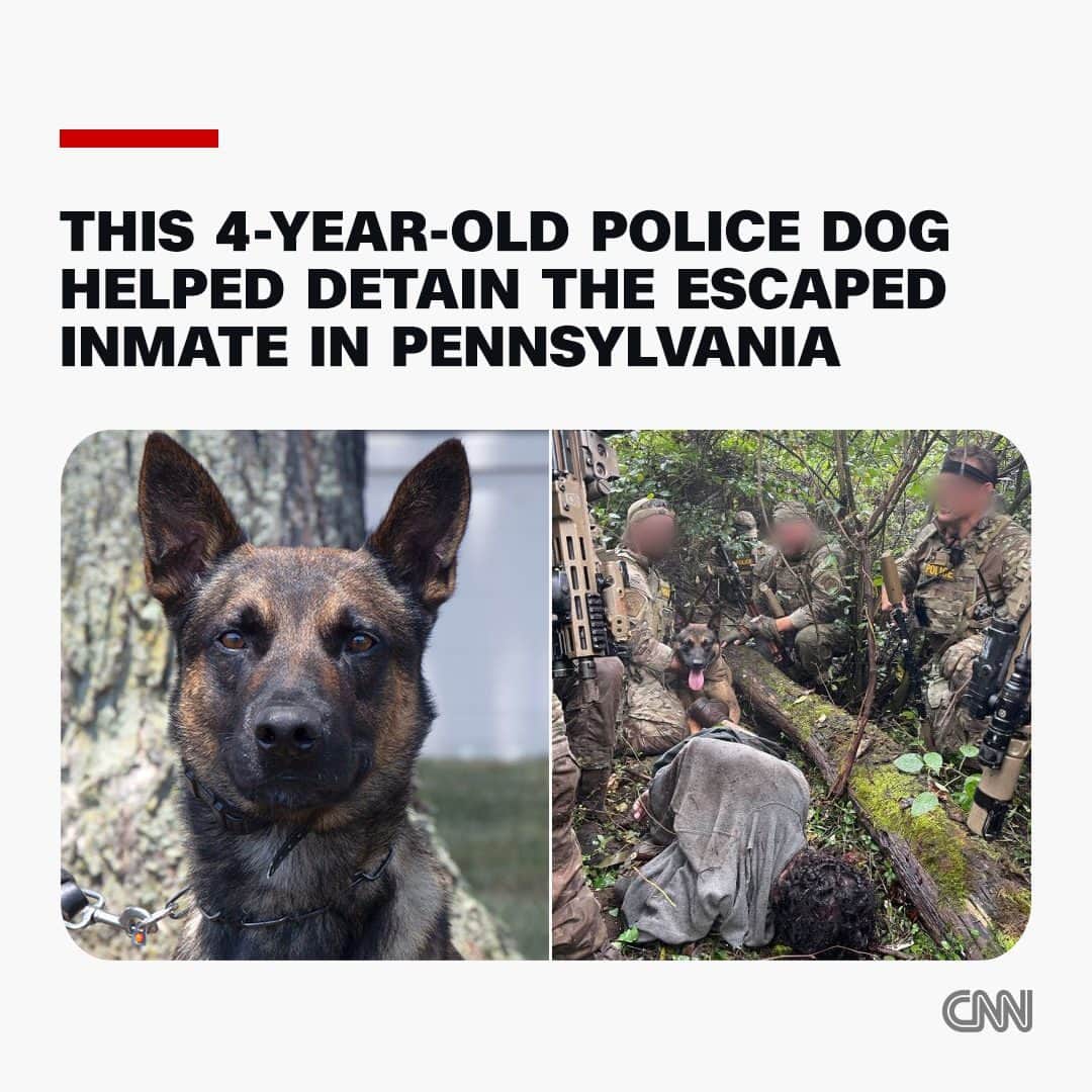 CNNさんのインスタグラム写真 - (CNNInstagram)「Moments after law enforcement officials spotted convicted murderer Danilo Cavalcante’s head peeking through the underbrush, they released a police dog who bit and subdued Cavalcante, leading to his apprehension nearly two weeks after he escaped prison, officials said.  The dog, a 4-year-old Belgian Malinois male named Yoda, was from one of two tactical teams that moved in on Cavalcante at around 8 a.m. in a wooded Pennsylvania area, ending an intensive manhunt that drew hundreds of law enforcement officials to the area without any shots fired during the arrest.  Yoda was a significant force in the takedown, preventing Cavalcante from using a stolen rifle in his possession that lay within arms-reach, said Lt. Colonel George Bivens of the Pennsylvania State Police during a news conference Wednesday.  Read more at the link in our bio.  📷: US Customs and Border Protection; US Border Patrol Special Operations Group」9月14日 11時50分 - cnn