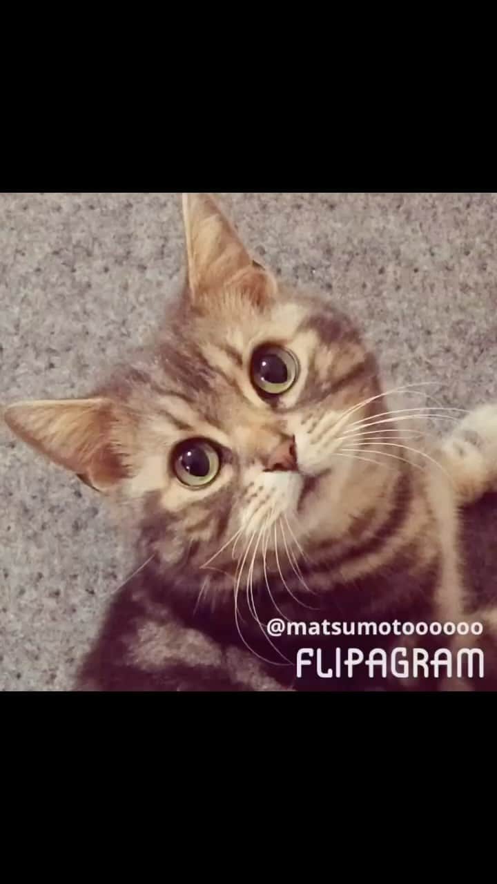 なごむのインスタグラム：「※ どう？  かわいい なごむらでも見てく？  iPhone 4〜6あたりで撮影したから 画像荒めのなごむらでも見てく？  #最新機種で撮ってたらもっとかわいなってまうやん  #それではお聴きください  #全米756位  #こんなんなんぼあってもいいですからね   c/w #この子のかわいいに限界はないですからね」