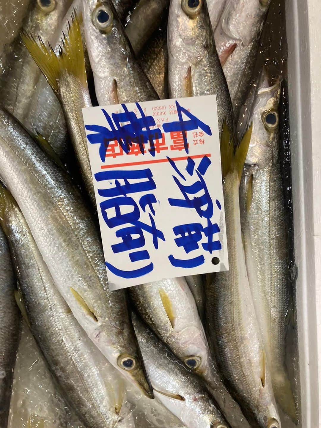 森田釣竿さんのインスタグラム写真 - (森田釣竿Instagram)「浦安泉銀 本日の魚食え！コノヤロー！！！」9月14日 6時33分 - tsurizaomorita3710