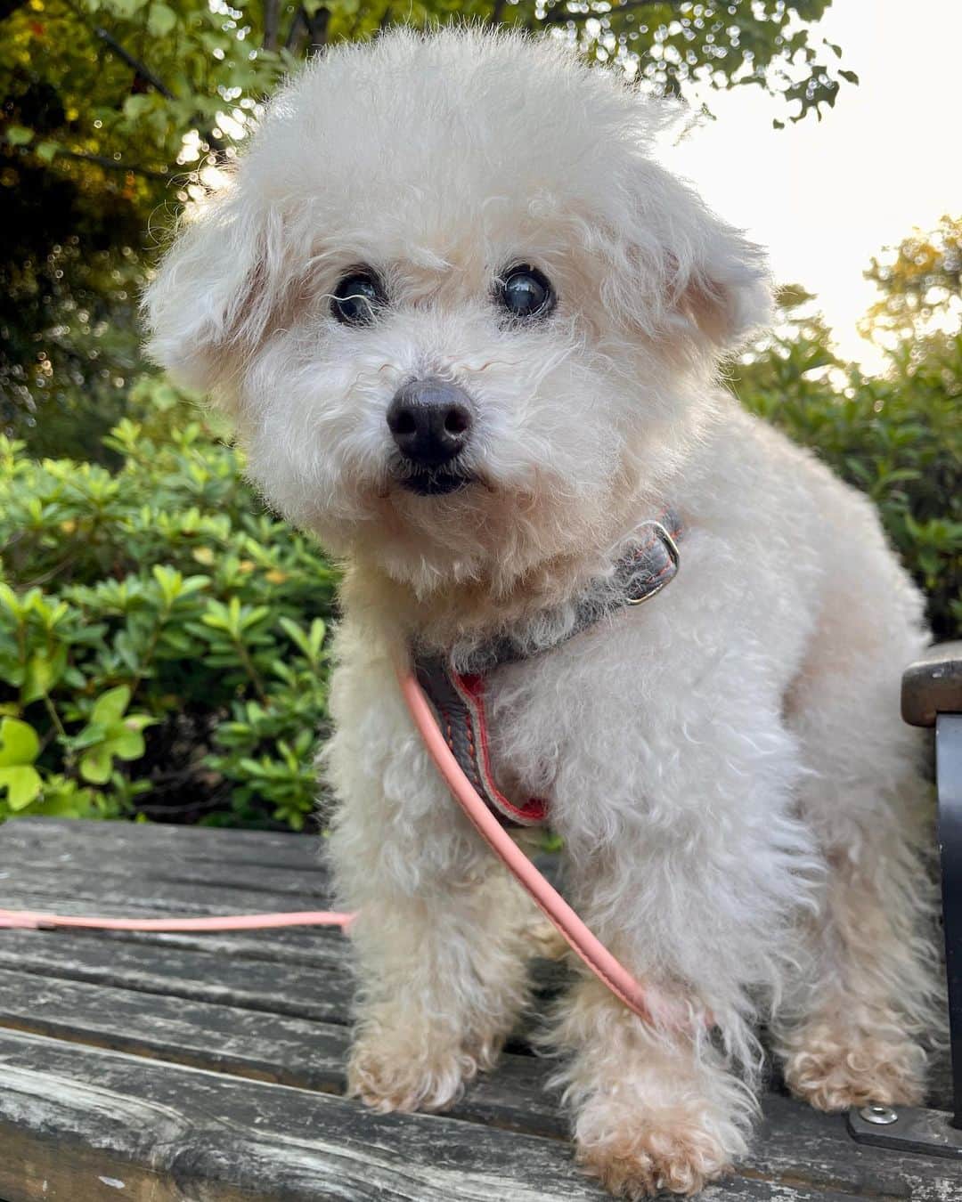 Maruさんのインスタグラム写真 - (MaruInstagram)「🐶 しじみ目で お友達（※オヤツを持っているお友達のママさん）を探していまる。  #ハイシニア犬 #ハイシニア犬は毎日が記念日  #羽根木公園」9月14日 6時56分 - akiyomaru