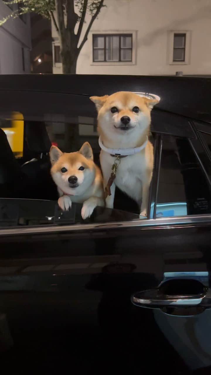 のインスタグラム：「🐶 おはよー 飲み会で終バス🚌に間に合わなかったので にこたまトムがお迎えにきてくれたー  たまからキュッキュッキュッキュッ 音がするー😆  にこ師匠はさすが、落ち着きがある  #柴犬#豆柴#mameshiba #shibastagram#japanphoto#shibainu#犬#shibainumania#犬のいる暮らし#shiba_snap#shibainupuppy#多頭飼い#dog#いぬすたぐらむ#puppy#dogstagram#instadog #doglover#pecoいぬ部#pecotv#いぬのきもち部#狗#子犬#barked#9gag#9gagpets#시바견」