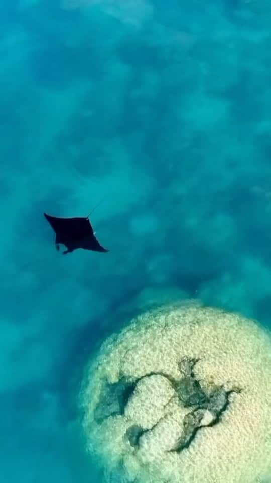 Australiaのインスタグラム：「Manta ray magic ✨ @callumfrewin, whilst on board with @oceanrafting, spotted this majestic marine creature feeding on an inshore reef of the @whitsundaysqld (if only we looked this graceful when we’re eating! 😉). #Mantarays are seasonal visitors to this part of @queensland, most commonly seen around @whitsundaysqld between April and July.   🎥: @callumfrewin   📍: The Whitsundays, @queensland   #SeeAustralia #ComeAndSayGday #ThisIsQueensland」