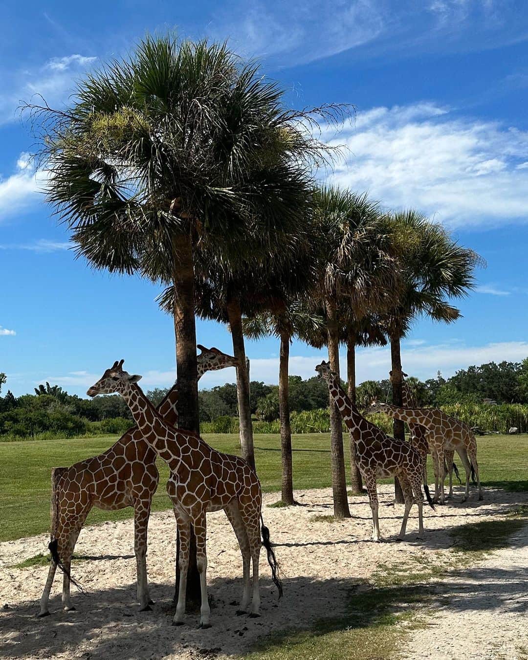 マリ・マリアのインスタグラム：「Tamanha plenitude 🦒」