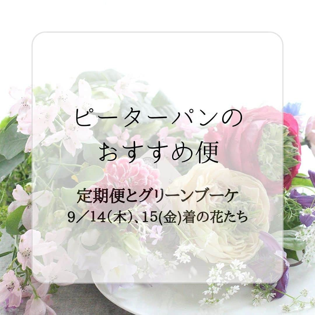 雑誌『花時間』のインスタグラム：「おはようございます😊　昨日、市場からのライブでもご紹介した定期便とグリーンブーケの花材をお知らせします🎵  花時間（@hanajikan_magazine）です。  【グリーン_9／14、15】  バラ(エクレール) キク(フィーリンググリーン) カーネーション(プラドミント) ナデシコ(ソロミオバーン) トルコギキョウ(アンバーダブルグリーンアップル) リューカデンドロン(ゴールデンカップ) フィリカ(プルモーサ) ガレキフォリア ユーカリ・ポプラス ヒペリカム グレビレア(ヨベル)  【Mサイズ_9／14、15】  バラ(ブルジョンドゥレーブ) バラ(シェドゥーブル) バラ(ブルームスラプラージュ) カーネーション(プラドミント) トルコギキョウ(アンバーダブルグリーンアップル) コスモス(ベルサイユ) ケイトウ(センチュリーピンク) ベルテッセン(麻理) ワックスフラワー(マヤ) セルリア(ブラッシングブライト) フランネルフラワー(ファンシーマリエ) アメリカコデマリ(マゼルトブラウン)  【Lサイズ_9／14、15】  バラ(ブルジョンドゥレーブ) バラ(シェドゥーブル) バラ(アルヌワブラン) バラ(ブルームスラプラージュ) キク(ロサーノシャルロッテ) トルコギキョウ(アンバーダブルグリーンアップル)　 コスモス(ベルサイユ) リューカデンドロン(ゴールデンカップ) ガレキフォリア ユーカリ・ポプラス ヒペリカム グレビレア(ヨベル) ベルテッセン(麻理) トウガラシ(ブラックエース) ワックスフラワー(マヤ) フランネルフラワー(ファンシーマリエ) 紅アオイ  【花時間ニュース】 💜『花時間』から、花の定期便がスタートしました🥰　世界でここだけのバラと旬花が届く嬉しいサービスです💕  💜『花と短歌でめぐる 二十四節気 花のこよみ』大好評発売中  すべて @hanajikan_magazine のプロフィールのリンクから飛べます✈️  『花時間』本誌や書籍は全国の書店、ネット書店でも発売中✨  #花時間 #フラワーアレンジ #花が好き #花が好きな人と繋がりたい #花を飾る #花を飾る生活 #花屋さんへ行こう」